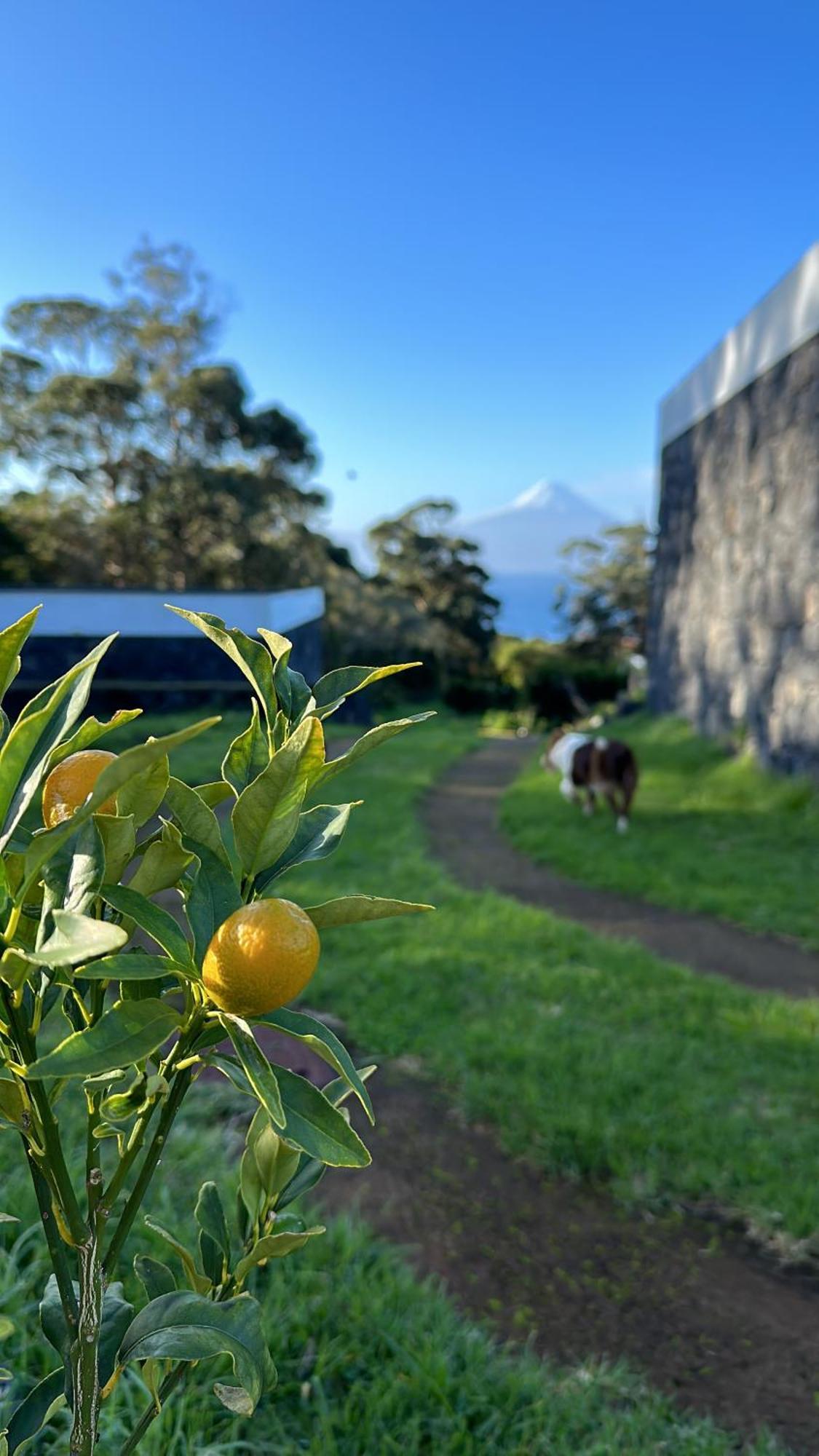 Make It Happen Farm Urzelina Exterior foto